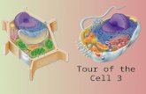 Tour of the Cell 3 Cells gotta work to live! What jobs do cells have to do? – make proteins proteins control every cell function – make energy for daily.