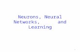 Neurons, Neural Networks, and Learning 1. Human brain contains a massively interconnected net of 10 10 -10 11 (10 billion) neurons (cortical cells) Biological.