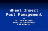 Wheat Insect Pest Management by Dr. Jack Baldwin Dept. of Entomology LSU AgCenter.