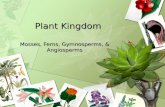 Plant Kingdom Mosses, Ferns, Gymnosperms, & Angiosperms.