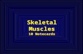 Skeletal Muscles 10 Notecards. Head and Neck Muscles There are two main groups of head muscles. –Facial muscles Inserted into soft tissues Pull on the.
