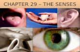 CHAPTER 29 – THE SENSES Sensory Reception Sensation - awareness of sensory stimuli (chemicals, light, muscle tension, sounds, electricity, cold, heat,