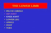 THE LOWER LIMB PELVIC GIRDLE HIP JOINT KNEE JOINT LOWER LEG ANKLE FOOT TOES.