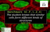 Benchmark SC.F.1.2.4: The student knows that similar cells form different kinds of structures Ophir Ortiz.