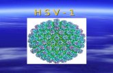 H S V - 1 H S V - 1. Biological properties 1.Morphology and structure 1>120-200 nm 1>120-200 nm spherical spherical icosahedral icosahedral.