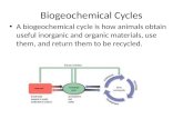 Biogeochemical Cycles A biogeochemical cycle is how animals obtain useful inorganic and organic materials, use them, and return them to be recycled.