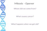 Mitosis- Opener Where did we come from? What causes cancer? What happens when we get old?