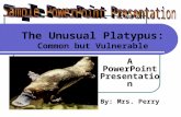 The Unusual Platypus: Common but Vulnerable A PowerPoint Presentation By: Mrs. Perry.