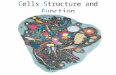 Cells Structure and Function. Cells, the units of structure and function of living organisms, come in two main categories based on their structural complexity.