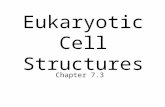 Eukaryotic Cell Structures Chapter 7.3. Cellular Boundaries ____________ membrane (aka cell membrane) is a flexible boundary of a cell –It is also a selectively.