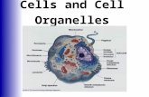 Cells and Cell Organelles. Cells and Tissues  Carry out all chemical activities needed to sustain life  Cells are the building blocks of all living.