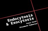 Endocytosis & Exocytosis Pooja Patel Elizabeth Pemberton.