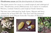 Theobroma cacao and the development of chocolate The plant source for cacao is a small tropical and subtropical tree, Theobroma cacao (Malvaceae). It is.