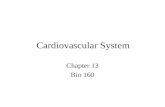 Cardiovascular System Chapter 13 Bio 160. Introduction The cardiovascular system consists of the heart, and vessels, arteries, capillaries and veins.