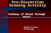 Pre-Dissection Drawing Activity Pathway of Blood Through Heart Health Science Technology.