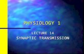 PHYSIOLOGY 1 LECTURE 14 SYNAPTIC TRANSMISSION. n Objectives: The student should know –1. The types of synapses, electrical and chemical –2. The structure.