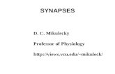 SYNAPSES D. C. Mikulecky Professor of Physiology mikuleck