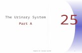 Chapter 25: Urinary System 1 25 The Urinary System Part A.