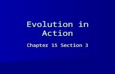 Evolution in Action Chapter 15 Section 3. Convergent Evolution Different species become more similar. Different species become more similar. –Example.
