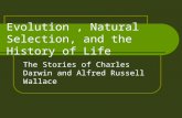 Evolution, Natural Selection, and the History of Life The Stories of Charles Darwin and Alfred Russell Wallace.