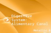 Digestive System: Alimentary Canal Metallic 0 Mind.