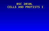 BSC 2010L CELLS AND PROTISTS I. In this lab we will: A. Review cell structure and function (Chapter 2). B. Begin examining diversity of life with some.
