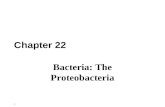 1 Chapter 22 Bacteria: The Proteobacteria. 2 The phylum Proteobacteria The largest phylogenetically coherent bacterial group with over 2,000 species assigned.