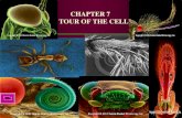 CHAPTER 7 A TOUR OF THE CELL. The Cell Theory The basic unit of life Cells come from cells.