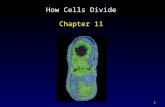 1 How Cells Divide Chapter 11. 2 Outline Cell Division in Prokaryotes Discovery of Chromosomes Structure of Chromosomes Phases of the Cell Cycle Interphase.