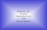 Chapter 25: Animal Reproduction And Development. There are two types of reproduction in animals – sexual and asexual. Asexual reproduction is more efficient.