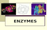 ENZYMES 1. History of Enzymes -1700s and early 1800s, the digestion of meat by stomach secretions and the conversion of starch to sugars by plant extracts.