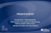 Heartwater Cowdriosis, Malkopsiekte, Pericardite Exsudative Infectieuse, Hidrocarditis Infecciosa, Idropericardite Dei Ruminanti.
