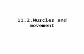 11.2.Muscles and movement. State the roles of bones, ligaments, muscles, tendons and nerves in human movement. Label a diagram of the human elbow joint,