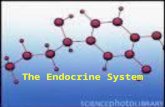 The Endocrine System. Body has two systems for control Body has two systems for control Electrical  Nervous system Chemical  Endocrine system Chemical.