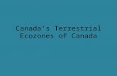 Canada’s Terrestrial Ecozones of Canada. What is an Ecozone? It is an area of land that has specific types of landforms, soil, climate, and animals. Canada.