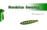 Chapter 12. Genetics: Study of heredity. Heredity: The passing of traits from parents to offspring. Mendel: The Father of Genetics I. Mendel: The Father.