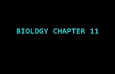 BIOLOGY CHAPTER 11. INTRODUCTION TO GENETICSPG 262.