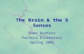 The Brain & the 5 Senses Dawn Burhans Pacheco Elementary Spring 2001.