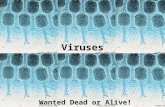 Viruses Wanted Dead or Alive! I. What makes something alive? A.Cells B.Reproduce C.Metabolism D.Grow and develop E.Homeostasis F.Organization G.Adapt.