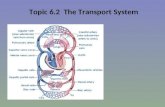 Topic 6.2 The Transport System. What is the Circulatory System? Circulatory System is a system of internal transport that transports: (i) Oxygen and Carbon.
