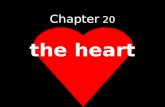 Chapter 20 the heart. Anatomy review Electrical activity of the whole heart (EKG) Electrical activity of the heart cells The Cardiac Cycle Cardiac Input.