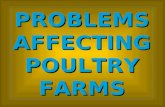 PROBLEMS AFFECTING POULTRY FARMS. Classification according I. Aim of production BroilersBreedersLayers.