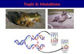Topic 6: Mutations. There are 2 types of mutations Chromosomal Changes in structure Or number of chromosomes Point Changes in part of DNA Inheritable.