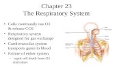 Chapter 23 The Respiratory System Cells continually use O2 & release CO2 Respiratory system designed for gas exchange Cardiovascular system transports.