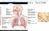 Human Respiratory System. Ventilation (breathing) is the term for the movement of air to (inspiration) and from (expiration) the alveolus. Exhalation.