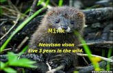Mink Neovison vison Live 3 years in the wild.. Identification Minks are members of the weasel family and have a long slim body They are mainly active.
