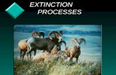EXTINCTION PROCESSES EXTINCTION PROCESSES. v Rare species are at risk due to: – environmental stochasticity.