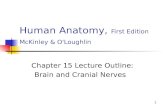 1 Human Anatomy, First Edition McKinley & O'Loughlin Chapter 15 Lecture Outline: Brain and Cranial Nerves.