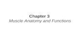 Chapter 3 Muscle Anatomy and Functions. Deep Muscles of the Vertebral Column The Erector Spinae Group 1.Spinalis – most medially; along the spine 2.Longissimus.