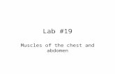 Lab #19 Muscles of the chest and abdomen. Lab 19: Muscles of the chest and abdomen Note: if it’s not on the list, you don’t have to locate it or write.